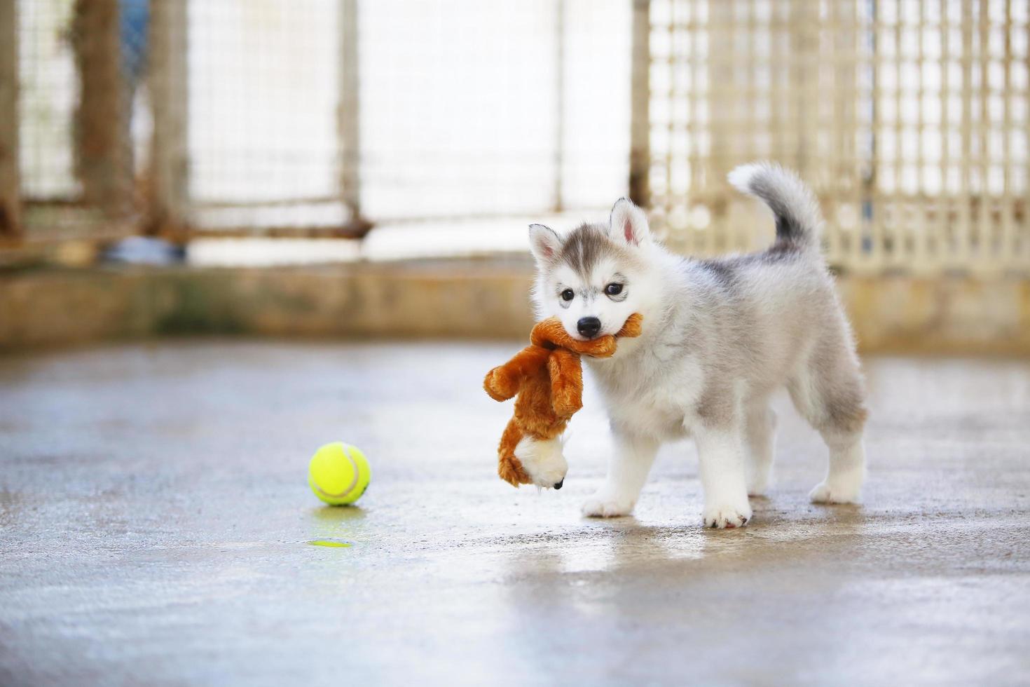 Siberian husky puppy playing with doll and tennis ball. Fluffy puppy with toy in mouth. photo