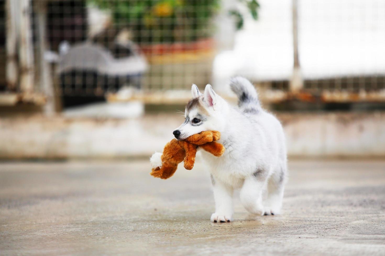 Siberian husky puppy playing with doll. Fluffy puppy with toy in mouth. photo