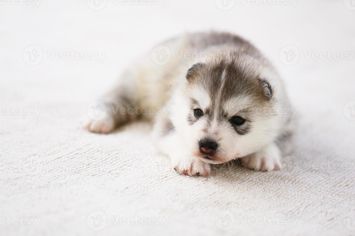 New born Siberian husky puppy gray and white colors lying on white carpet. Fluffy puppy. photo