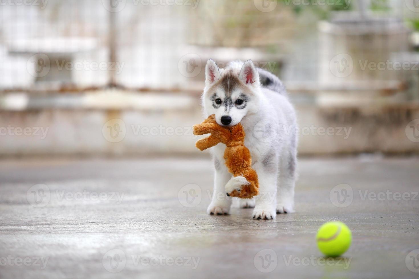 Siberian husky puppy playing with doll and tennis ball. Fluffy puppy with toy in mouth. photo