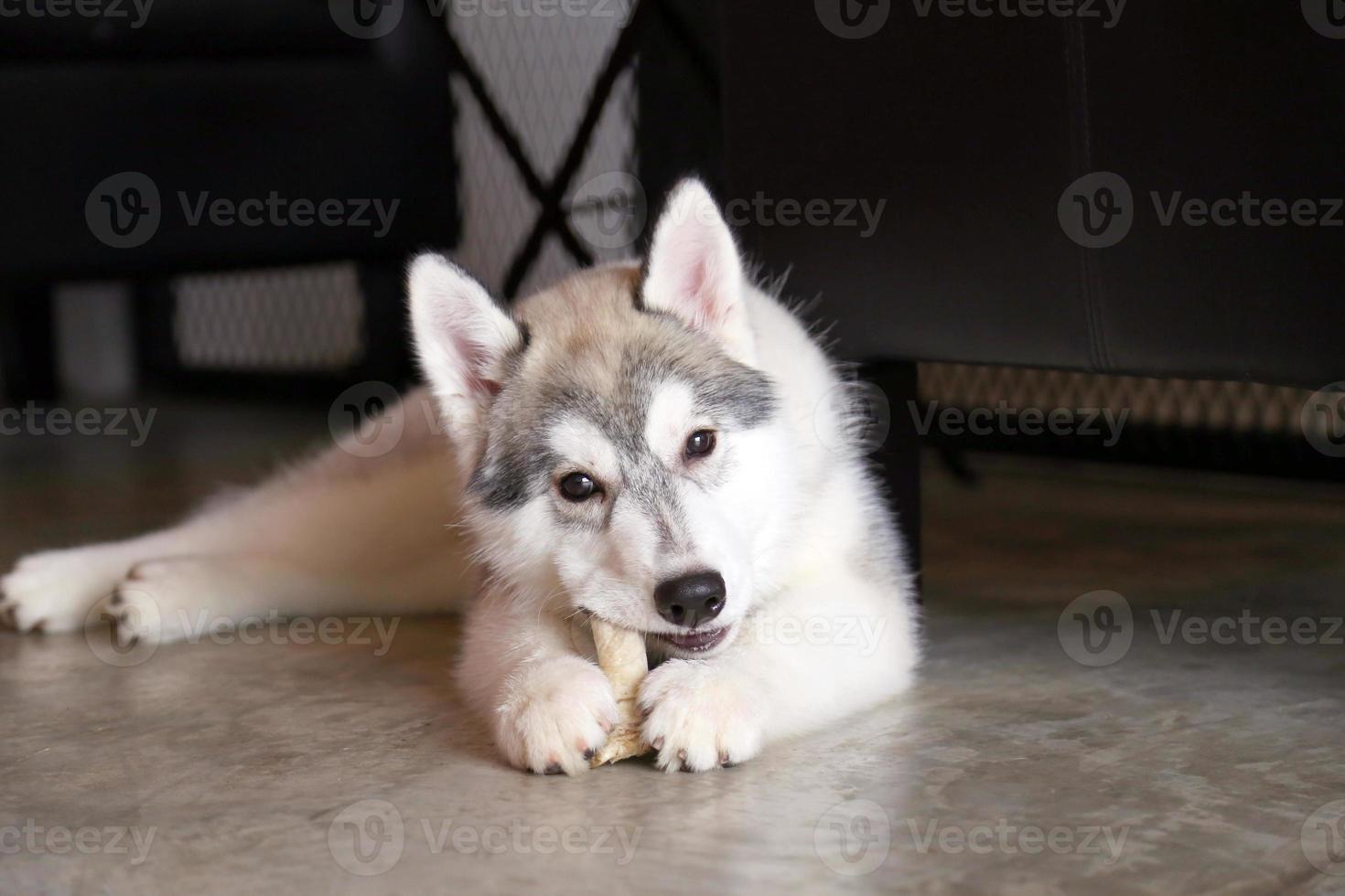 Siberian husky puppy lying on floor and bite bone. Fluffy puppy chewing treats. photo