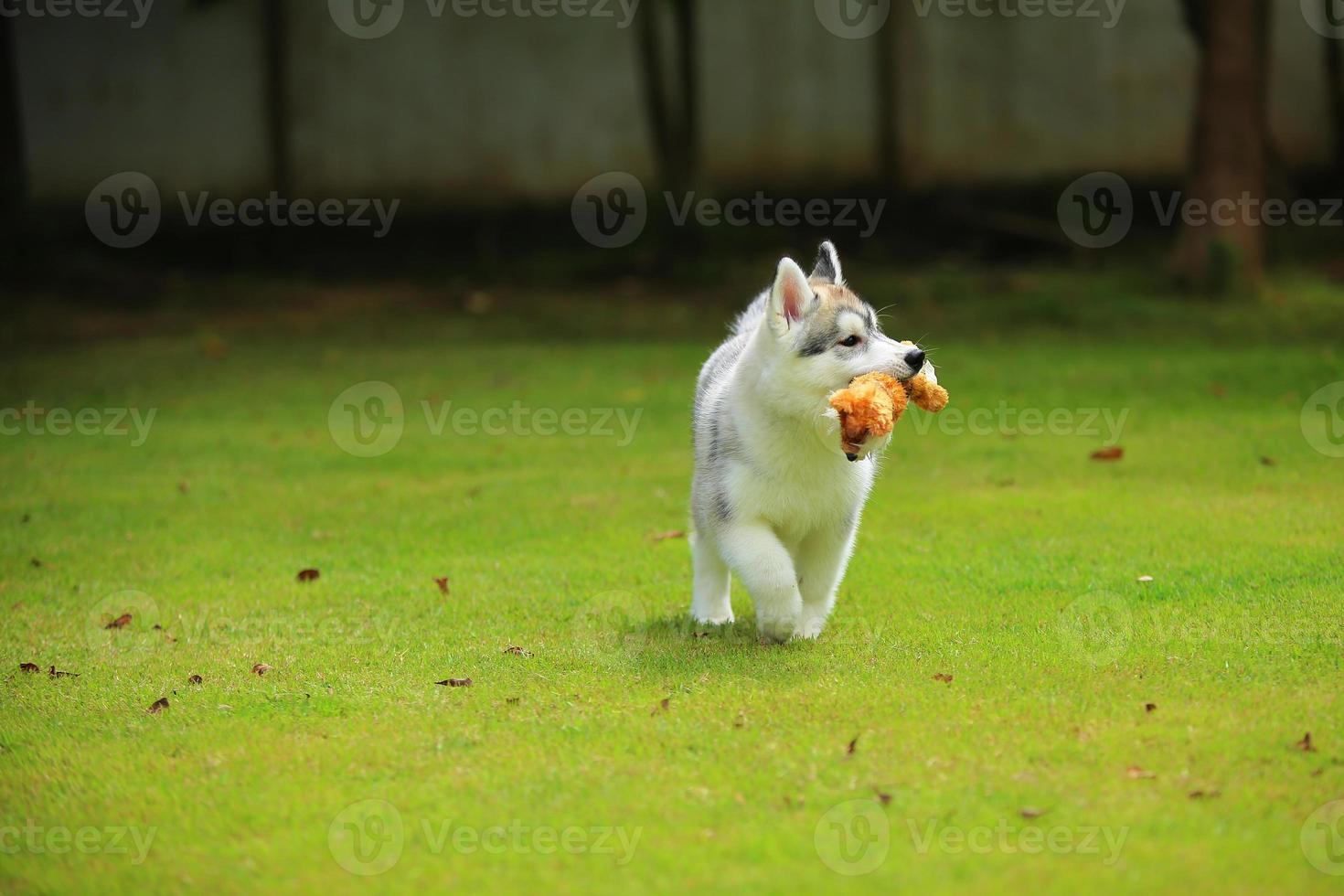 Siberian Husky puppy playing with doll at the park. Fluffy puppy unleashed in grass field. photo