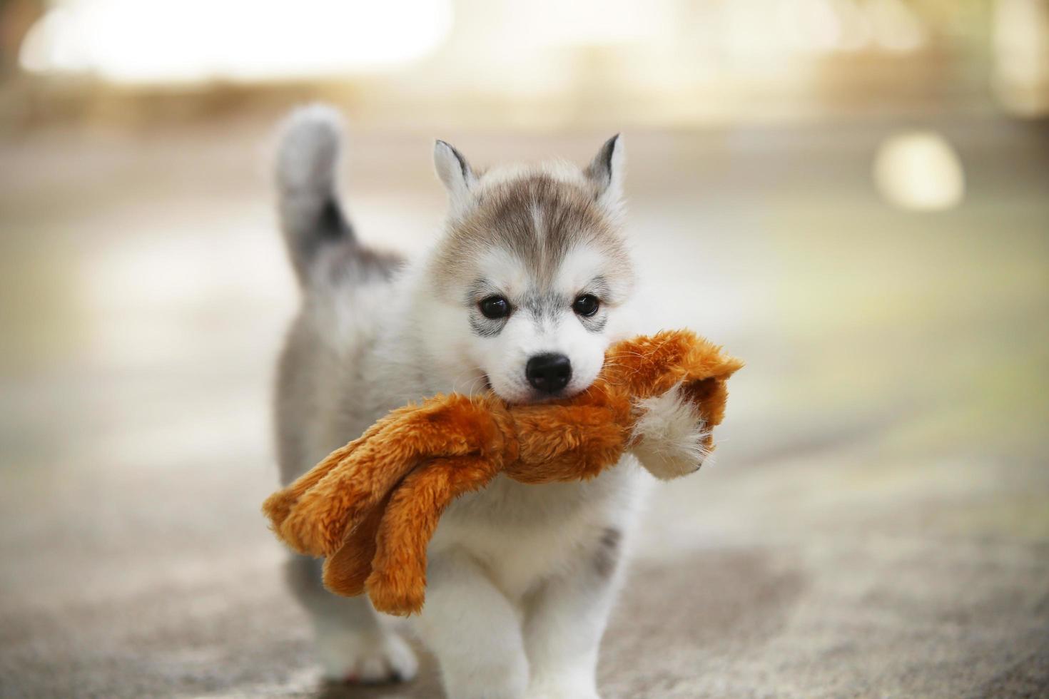 Siberian husky puppy playing with doll. Fluffy puppy with toy in mouth. photo