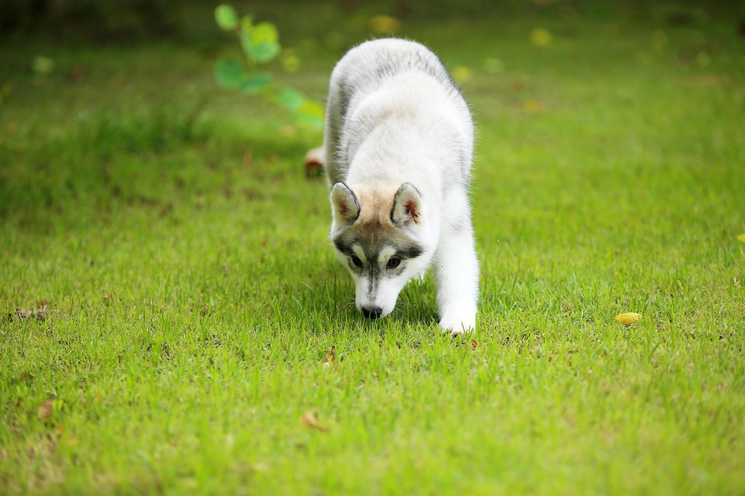 Siberian Husky puppy at the park. Fluffy puppy unleashed in grass field. photo