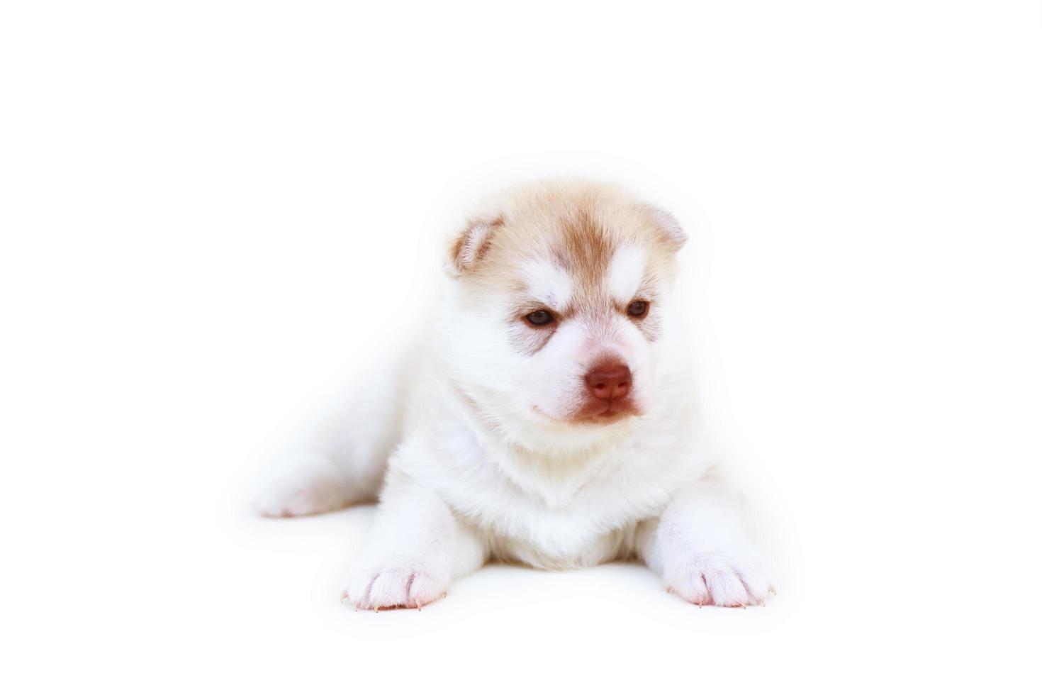Cachorro de husky siberiano recién nacido colores rojo claro y blanco acostado sobre fondo blanco. Cachorro esponjoso recién nacido aislado sobre fondo blanco. foto