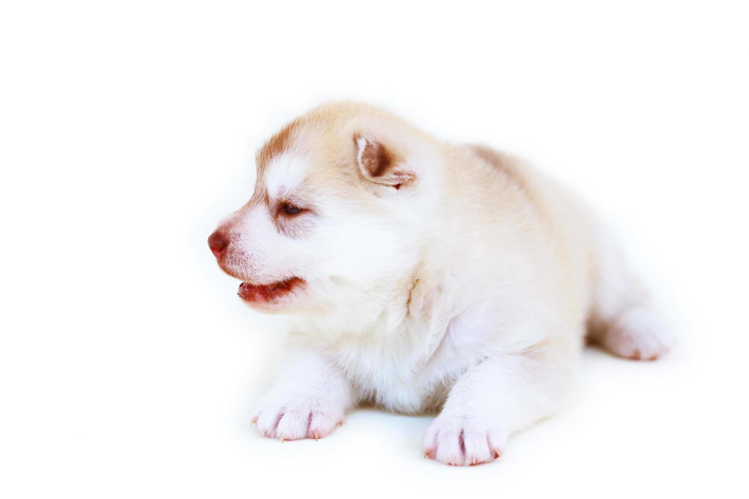 Cachorro de husky siberiano recién nacido colores rojo claro y blanco acostado sobre fondo blanco. Cachorro esponjoso recién nacido aislado sobre fondo blanco. foto