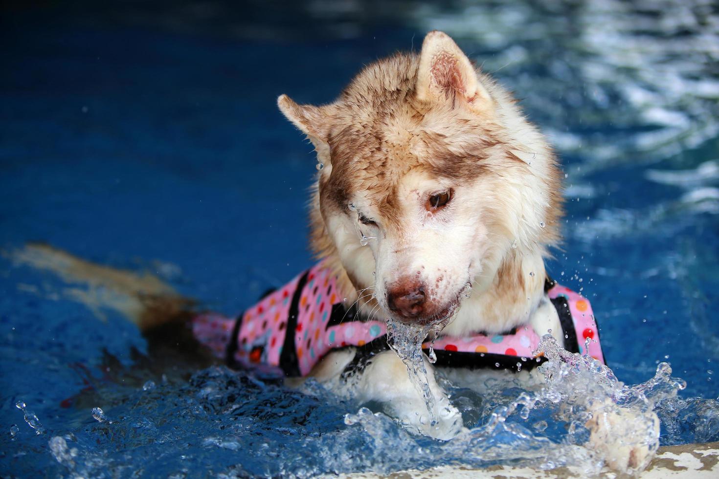 Siberian husky wearing life jacket and making splash water in the pool. Dog swimming. photo