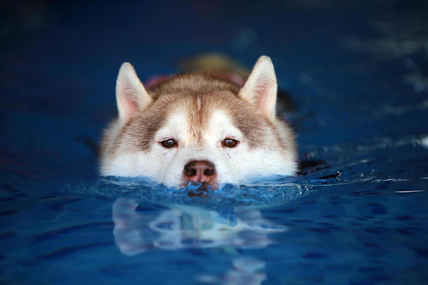 Siberian husky wearing life jacket and swimming in the pool. Dog swimming. photo