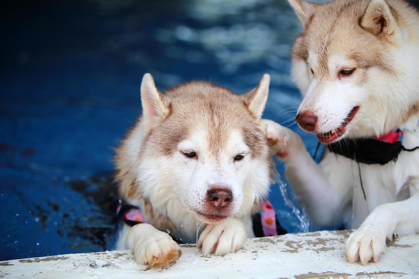 Both of Siberian huskies wearing life jacket and swimming together in the pool. Dogs swimming. photo