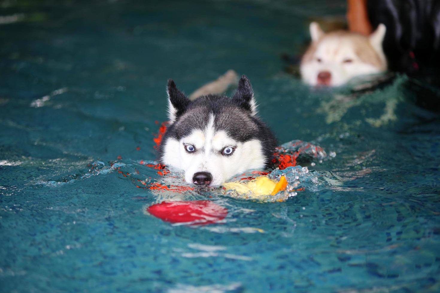 husky siberiano sosteniendo un juguete en la boca y nadando en la piscina. perro nadando perro jugando con juguete. foto