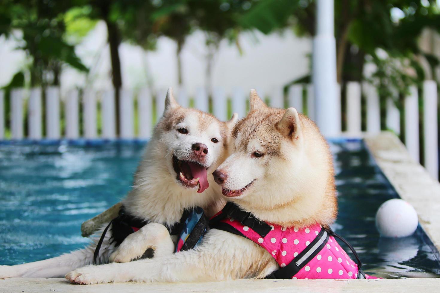 Both of Siberian huskies wearing life jacket and swimming together in the pool. Dogs swimming. Dogs smiling. photo