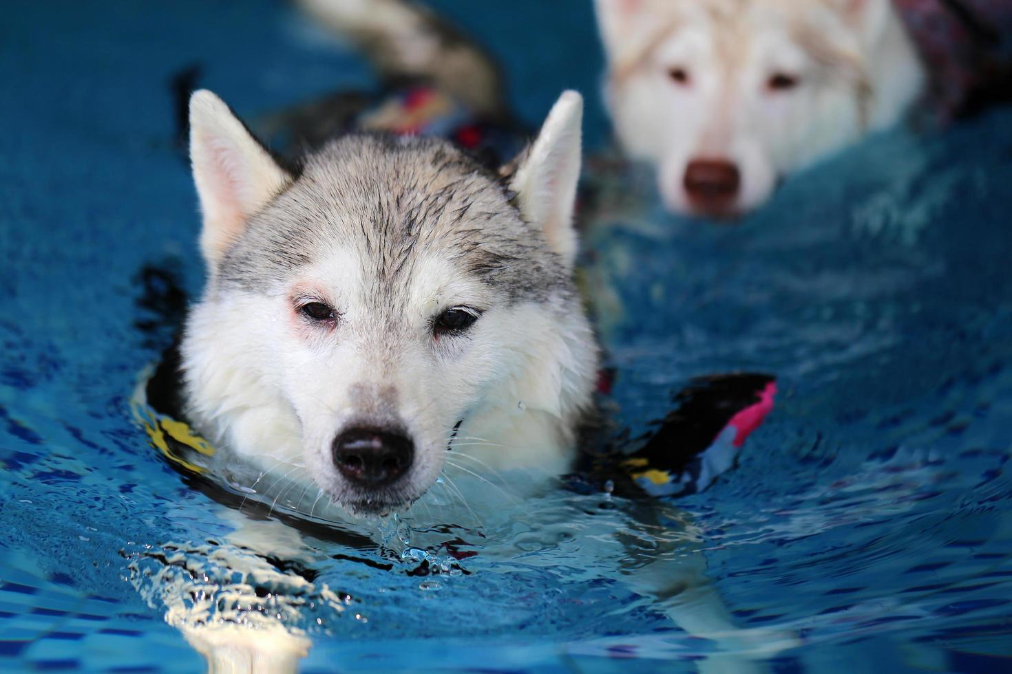 Both of Siberian huskies wearing life jacket and swimming together in the pool. Dogs swimming. photo