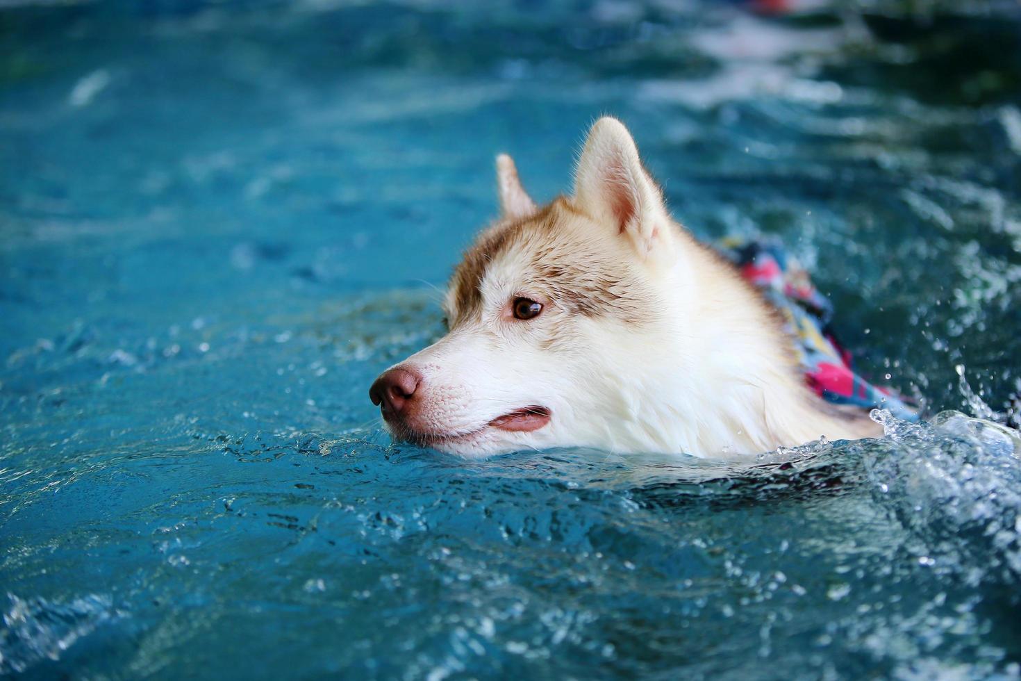 Siberian husky puppy wearing life jacket and swimming in the pool. Dog swimming. photo