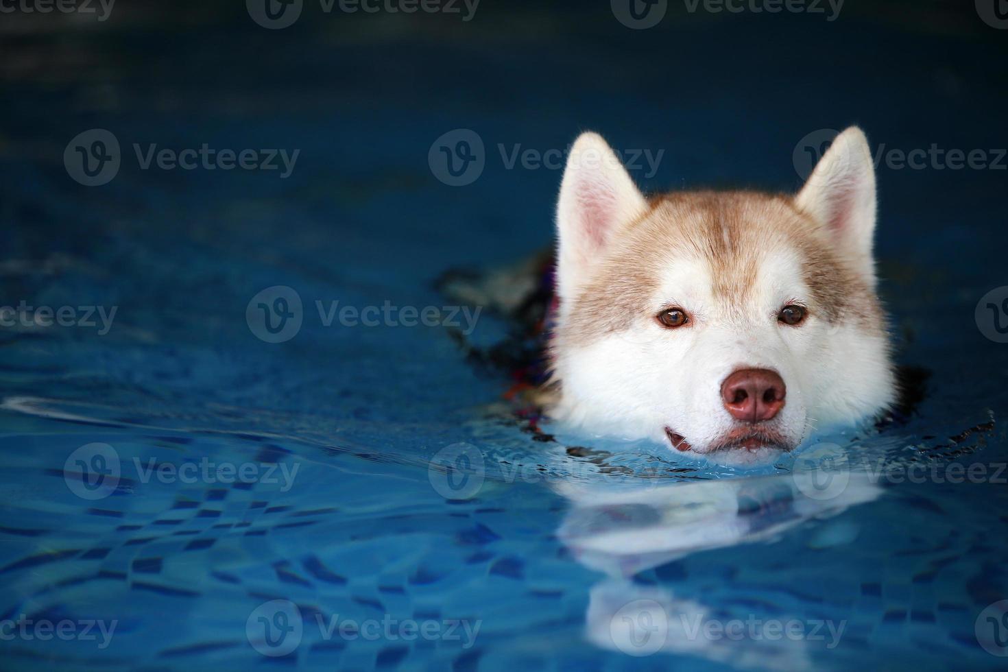 Siberian husky wearing life jacket and swimming in the pool. Dog swimming. photo