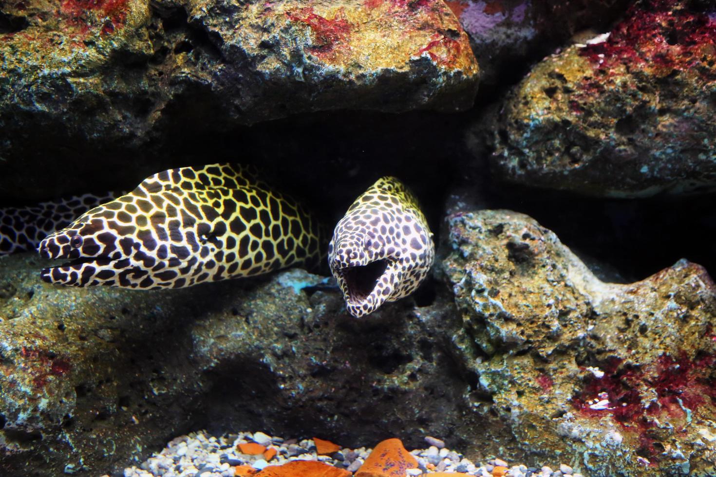 Pairs of Laced moray or Gymnothorax favagineus in the coral reef. photo