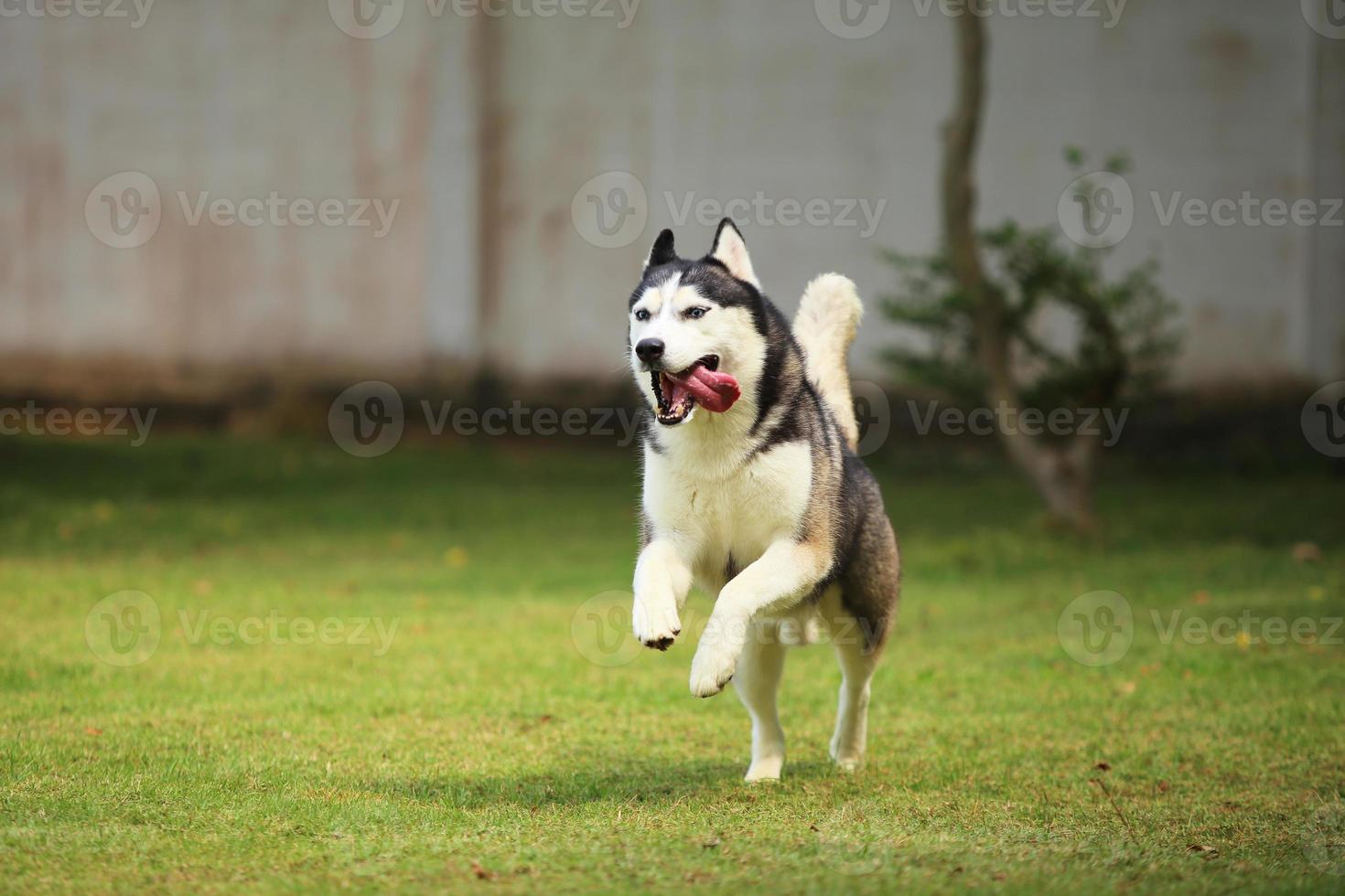 Siberian Husky running at the park. Dog unleashed in grass field. photo