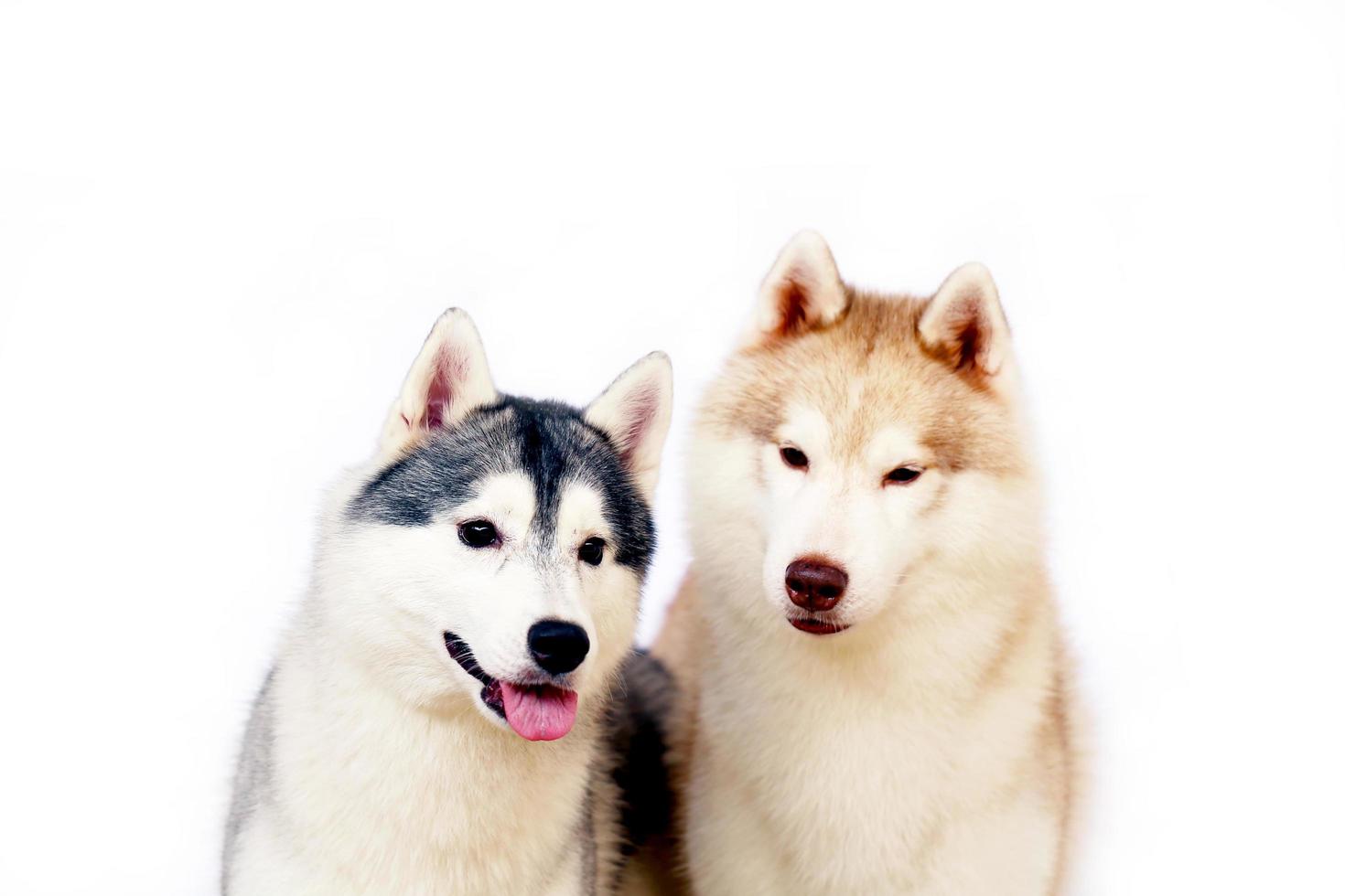 un par de huskies siberianos sonriendo con fondo blanco. foto