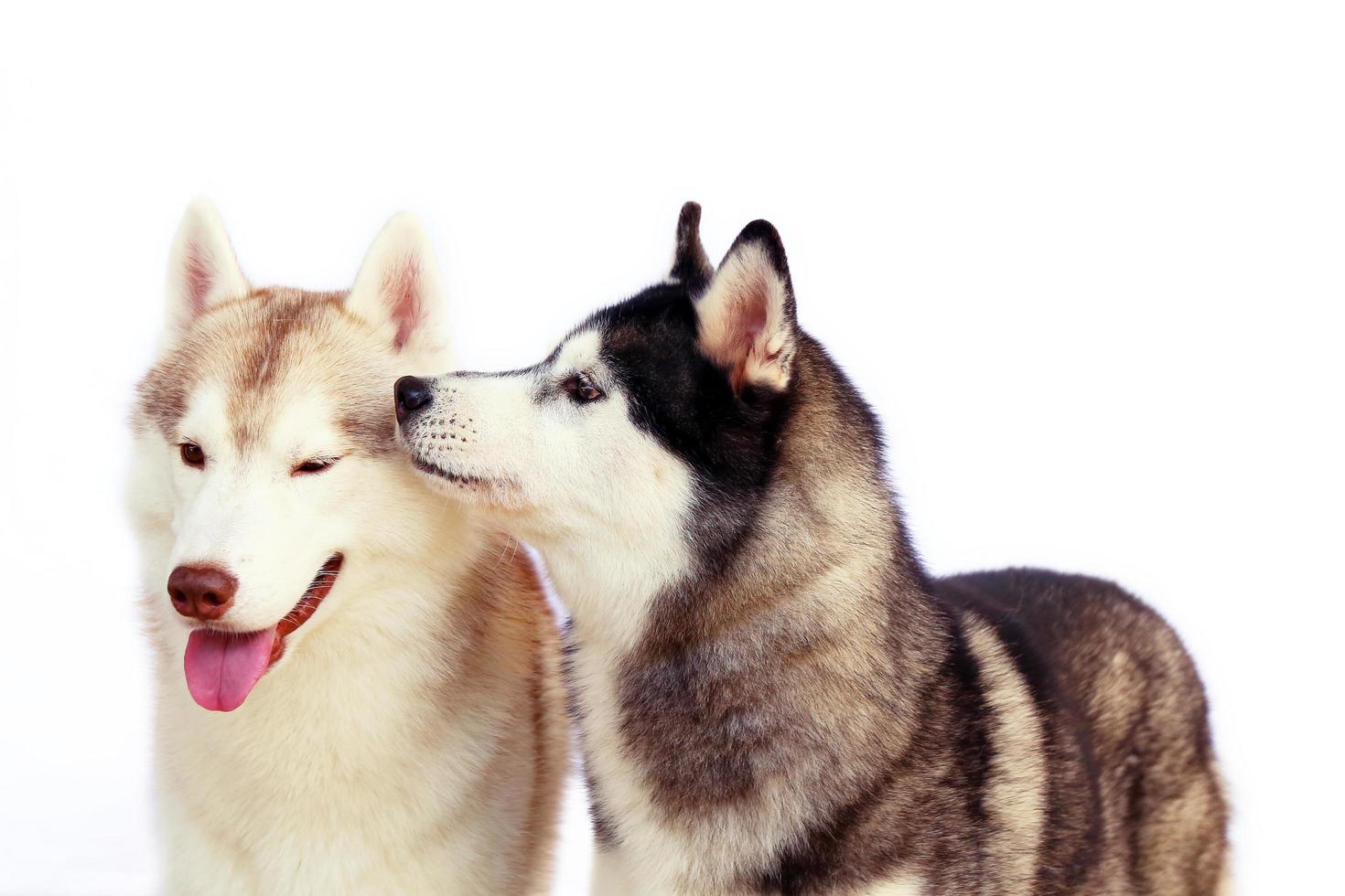 Couple of Siberian Huskies smiling with white background. photo