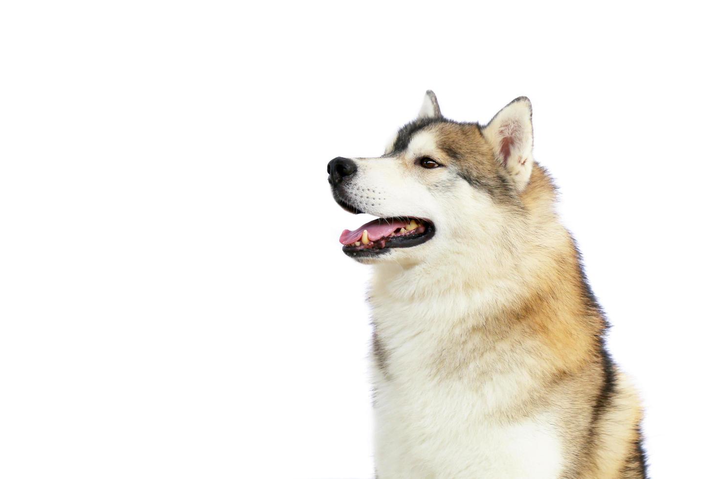 Siberian Husky gray and white colors portrait with white background and have copy space. photo