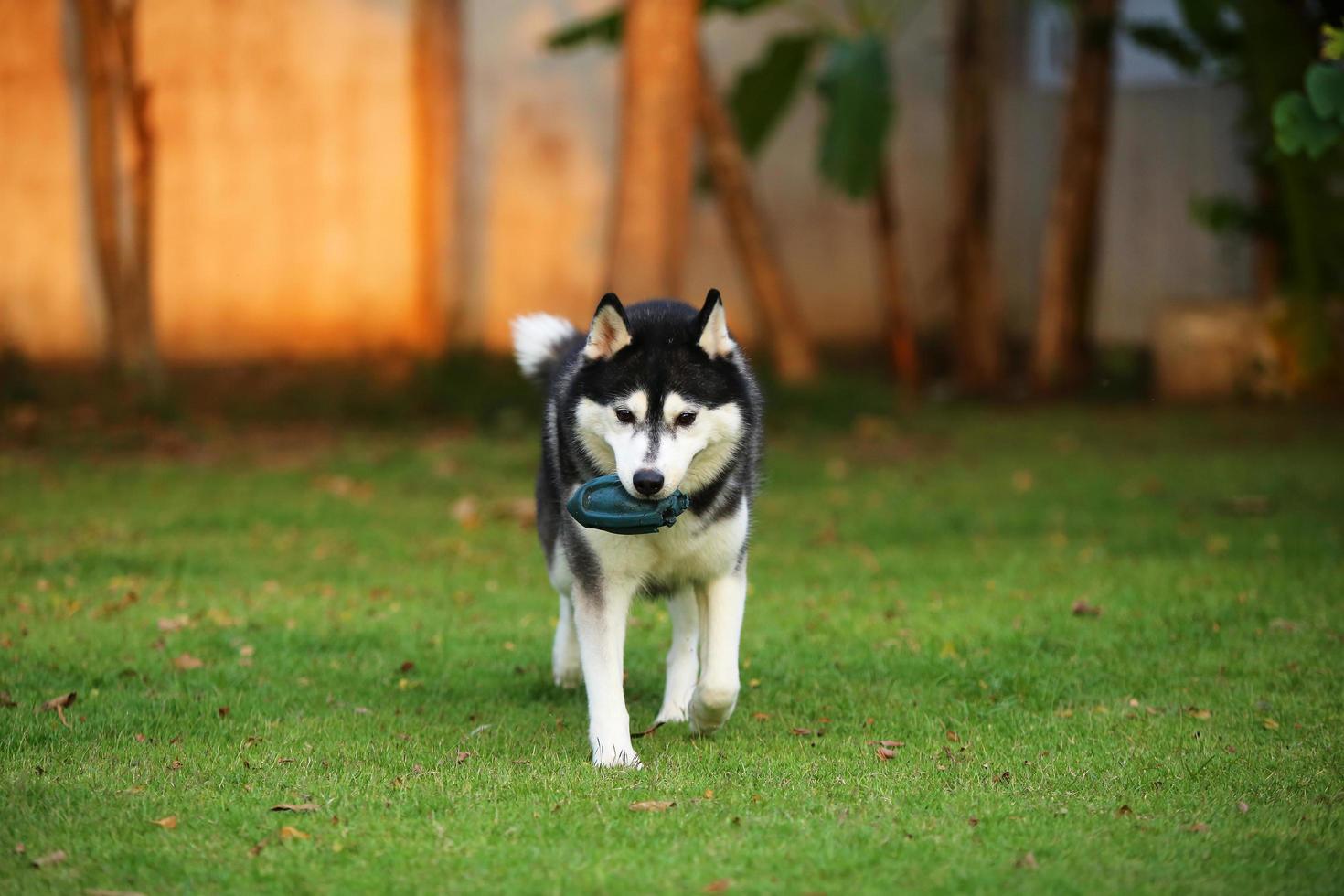 el husky siberiano sostiene el juguete en la boca y camina en el parque. perro desatado en el campo de hierba. foto