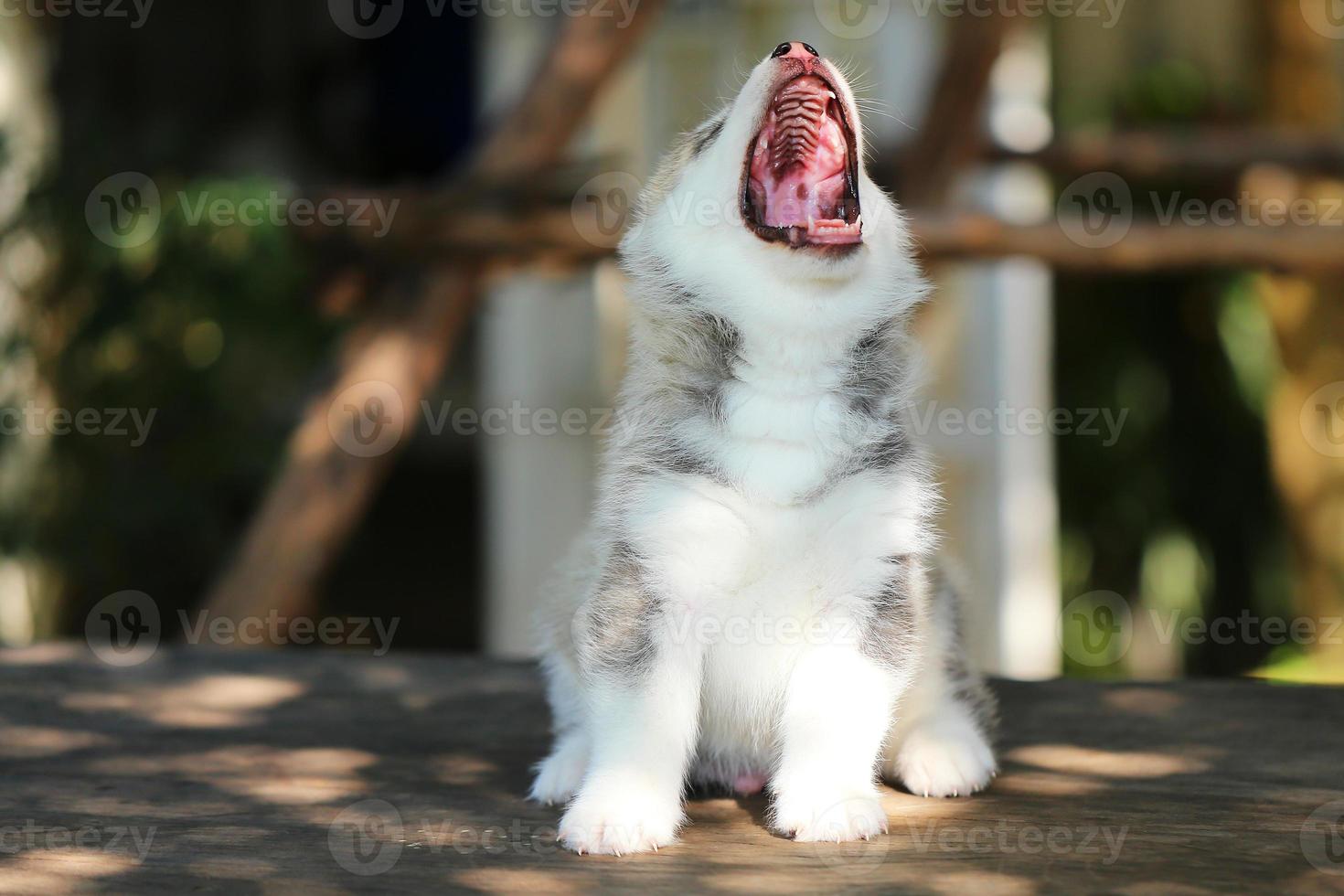 Siberian husky puppy gray and white colors sitting and barking on wooden table at the park. Fluffy puppy yawning. photo