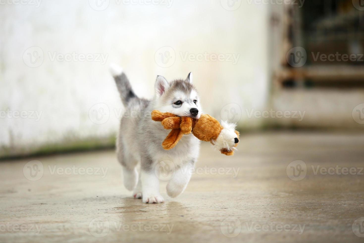 Siberian husky puppy playing with doll. Fluffy puppy with toy in mouth. photo