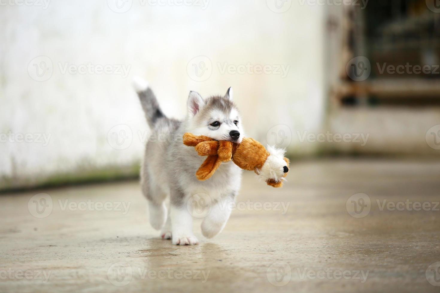 cachorro husky siberiano jugando con muñeca. cachorro esponjoso con juguete en la boca. foto