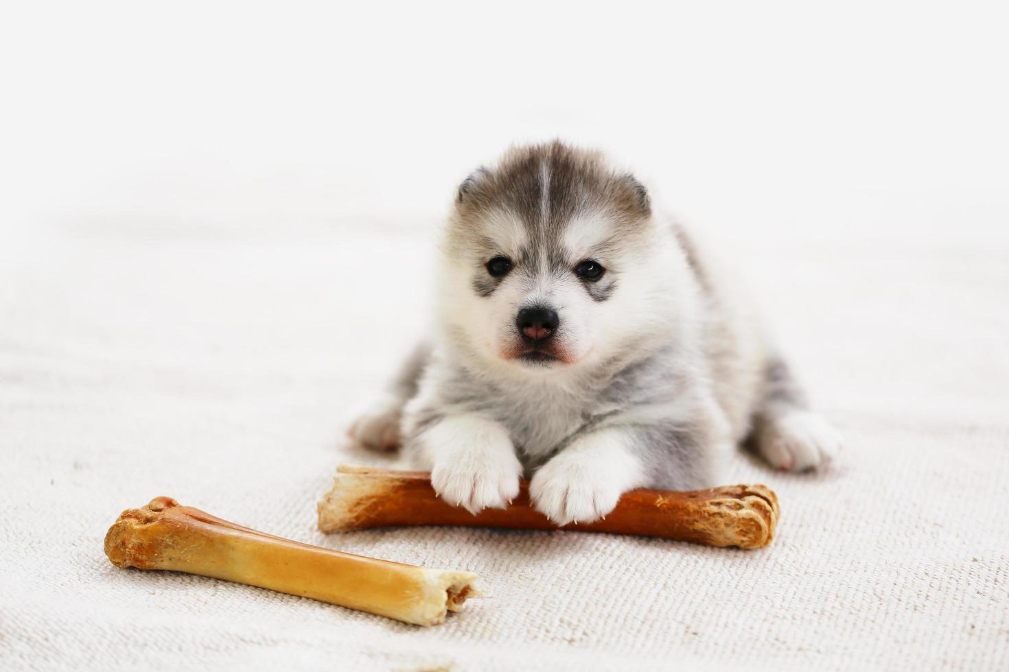 Siberian husky puppy with bone lying on carpet. Fluffy puppy with bone. photo