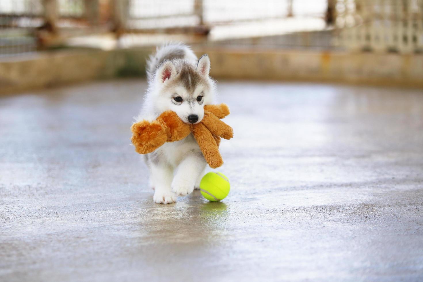 Siberian husky puppy playing with doll and tennis ball. Fluffy puppy with toy in mouth. photo