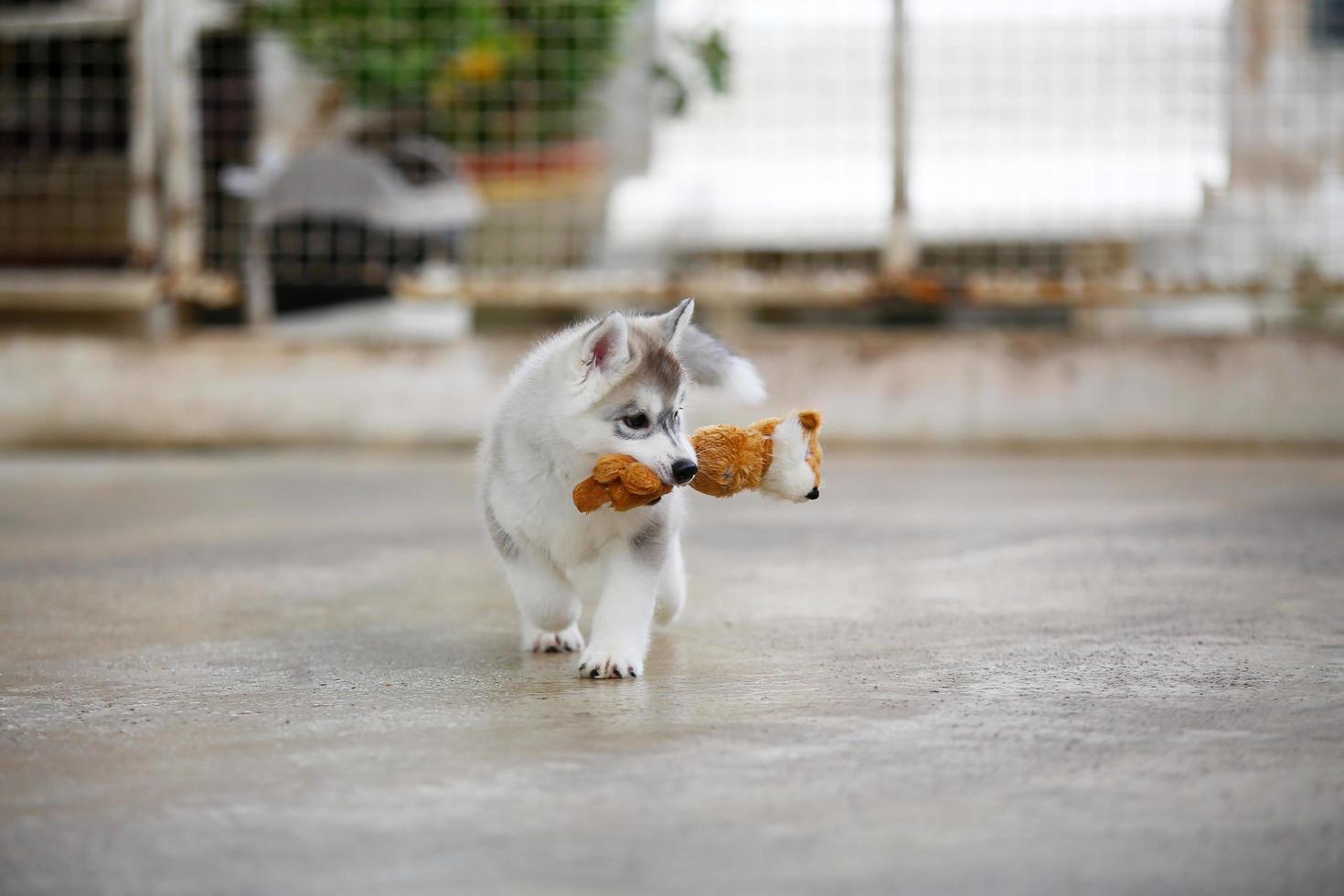 Siberian husky puppy playing with doll. Fluffy puppy with toy in mouth. photo