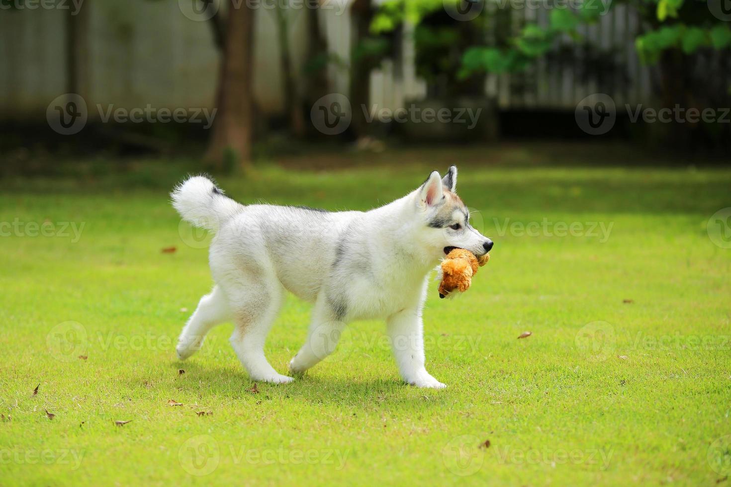 Siberian Husky puppy playing with doll at the park. Fluffy puppy unleashed in grass field. photo