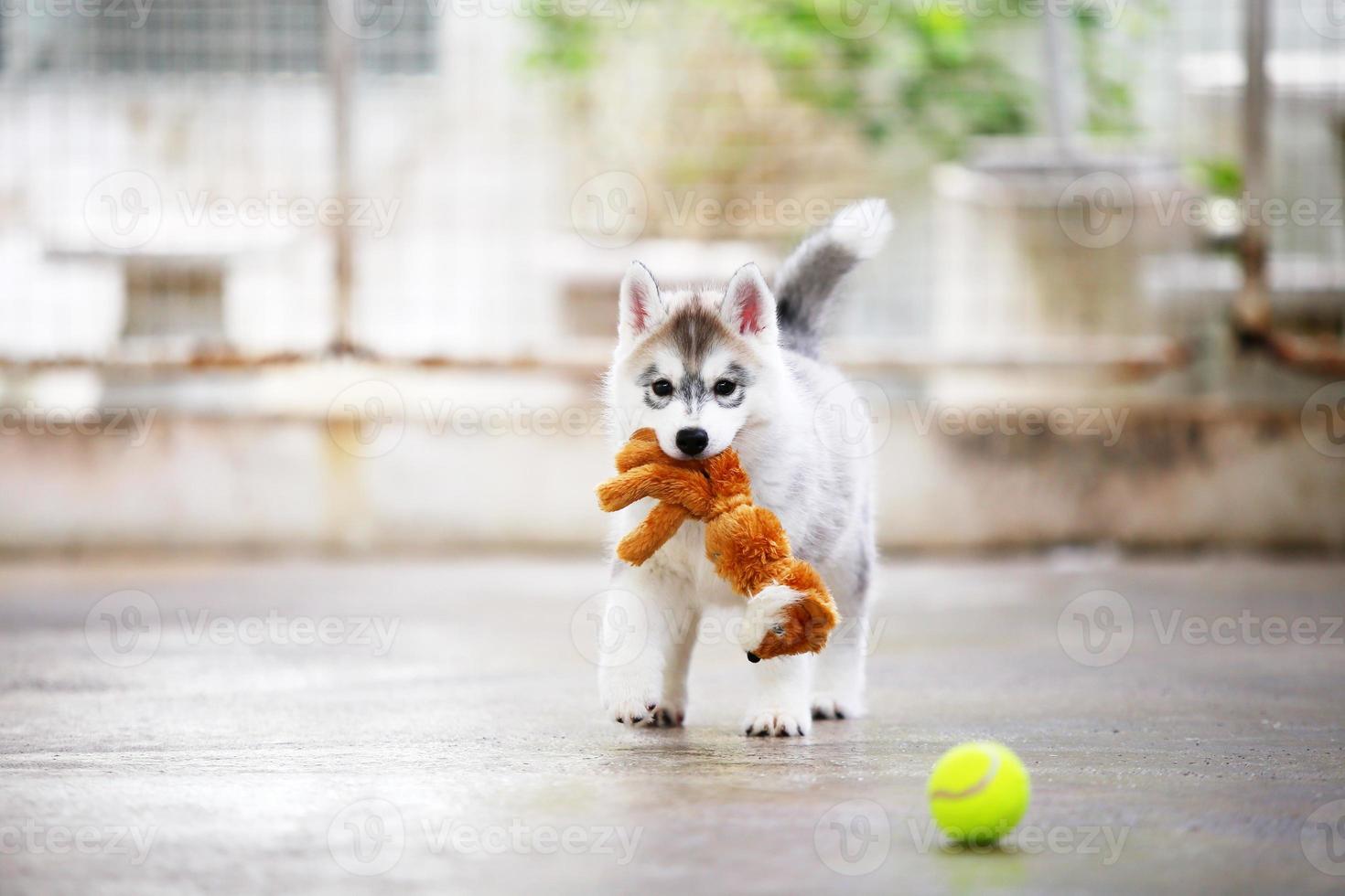 Siberian husky puppy playing with doll and tennis ball. Fluffy puppy with toy in mouth. photo