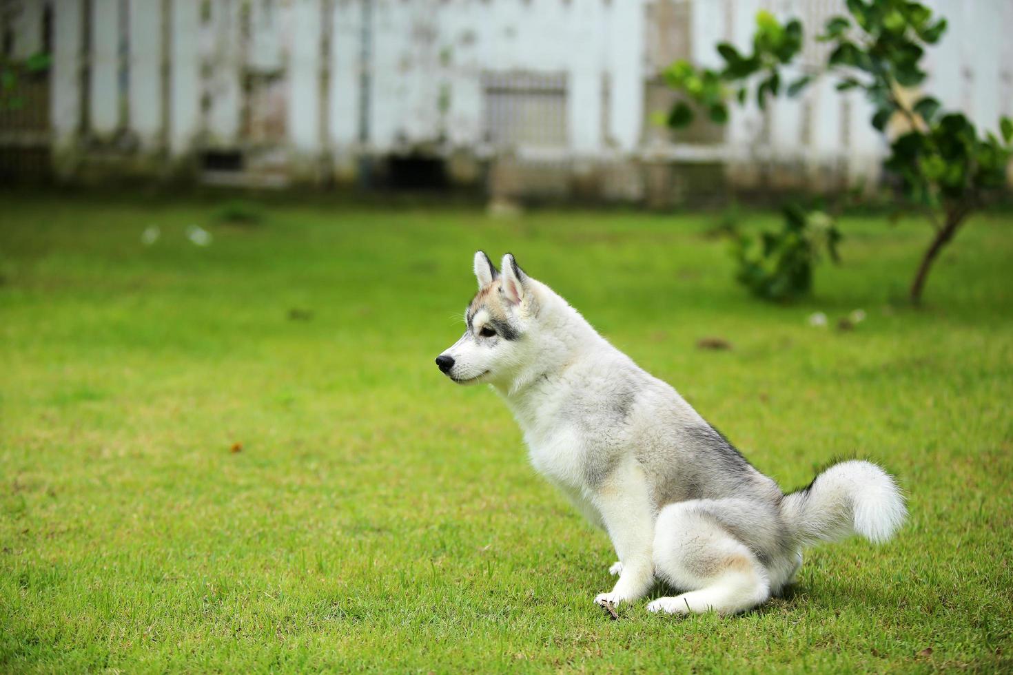 Siberian Husky puppy at the park. Fluffy puppy unleashed in grass field. photo