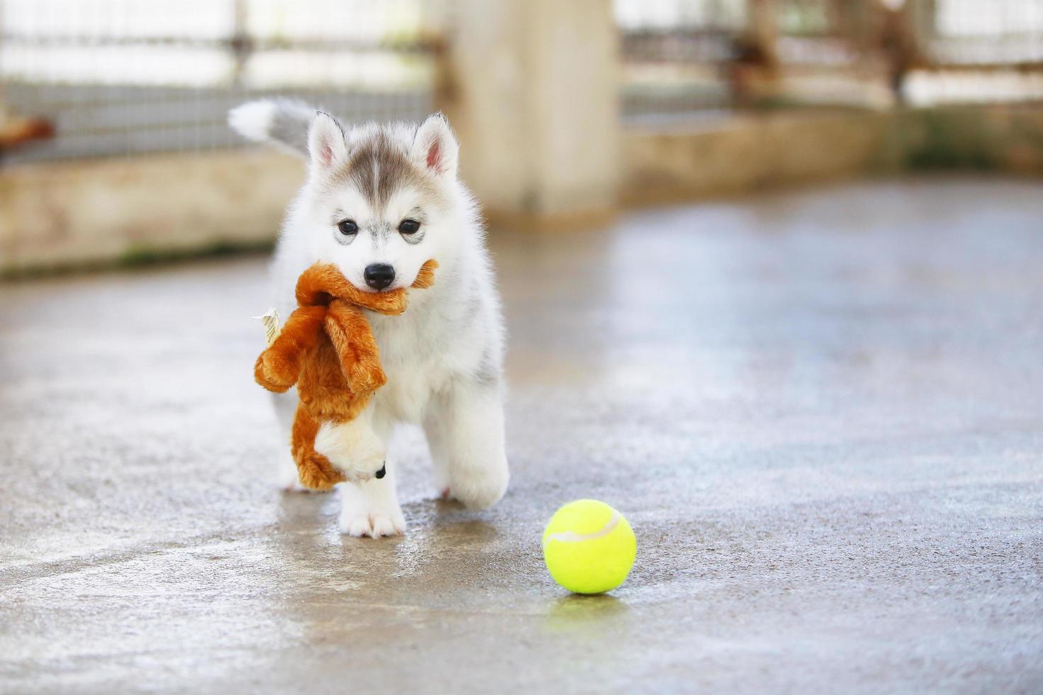 Siberian husky puppy playing with doll and tennis ball. Fluffy puppy with toy in mouth. photo