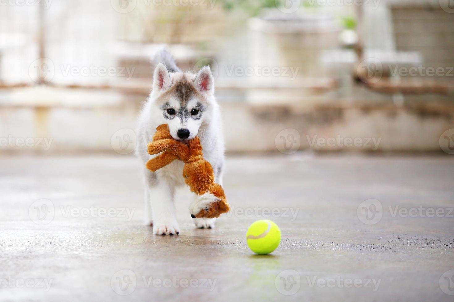 Siberian husky puppy playing with doll and tennis ball. Fluffy puppy with toy in mouth. photo