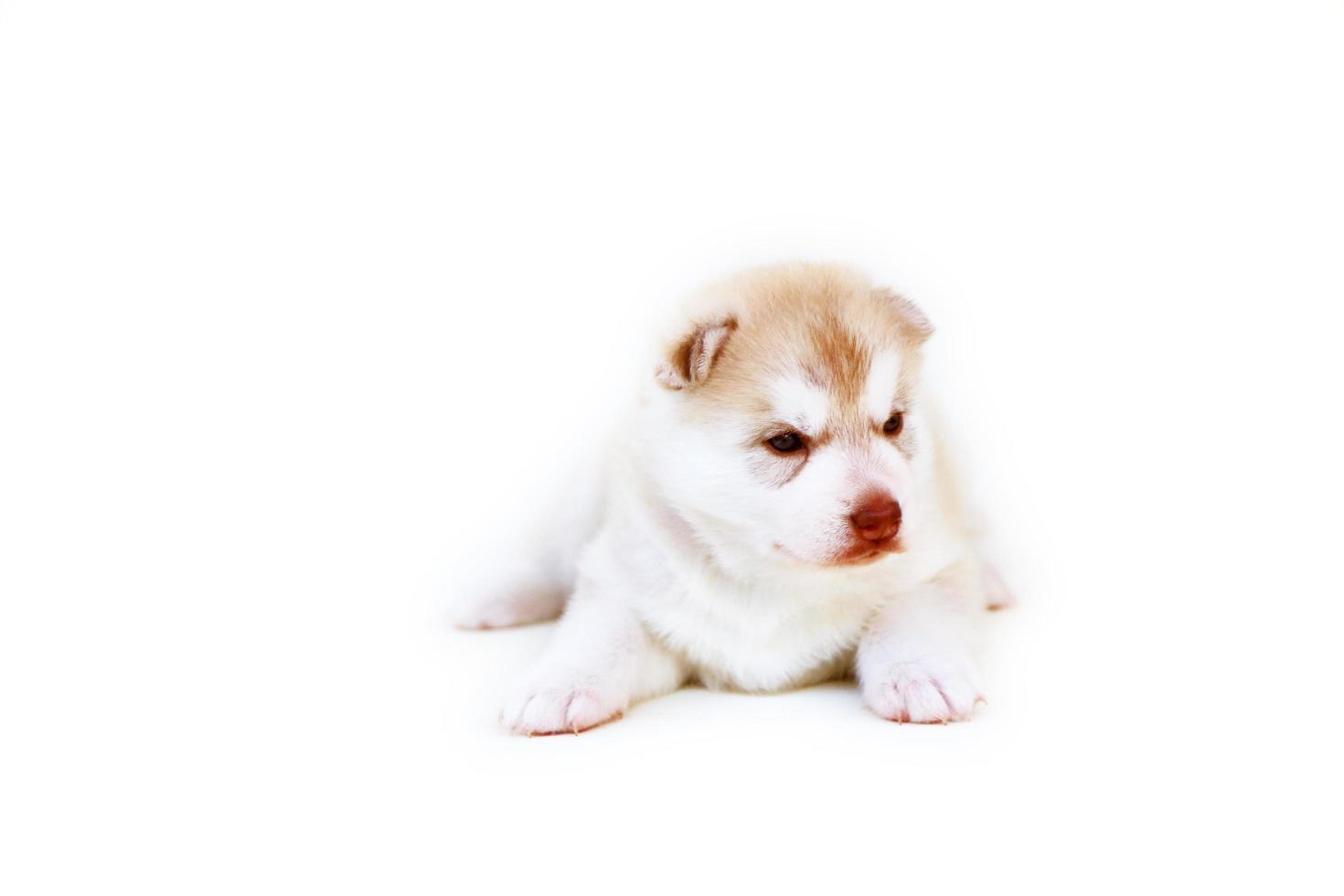 New born Siberian husky puppy light red and white colors lying on white background. New born fluffy puppy isolated on white background. photo