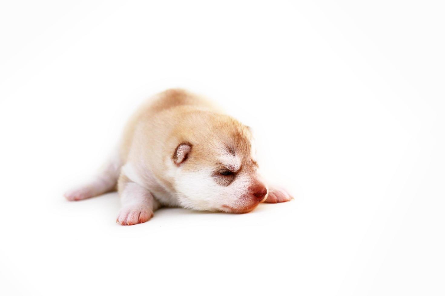 New born Siberian husky puppy light red and white colors lying on white background. New born fluffy puppy isolated on white background. photo