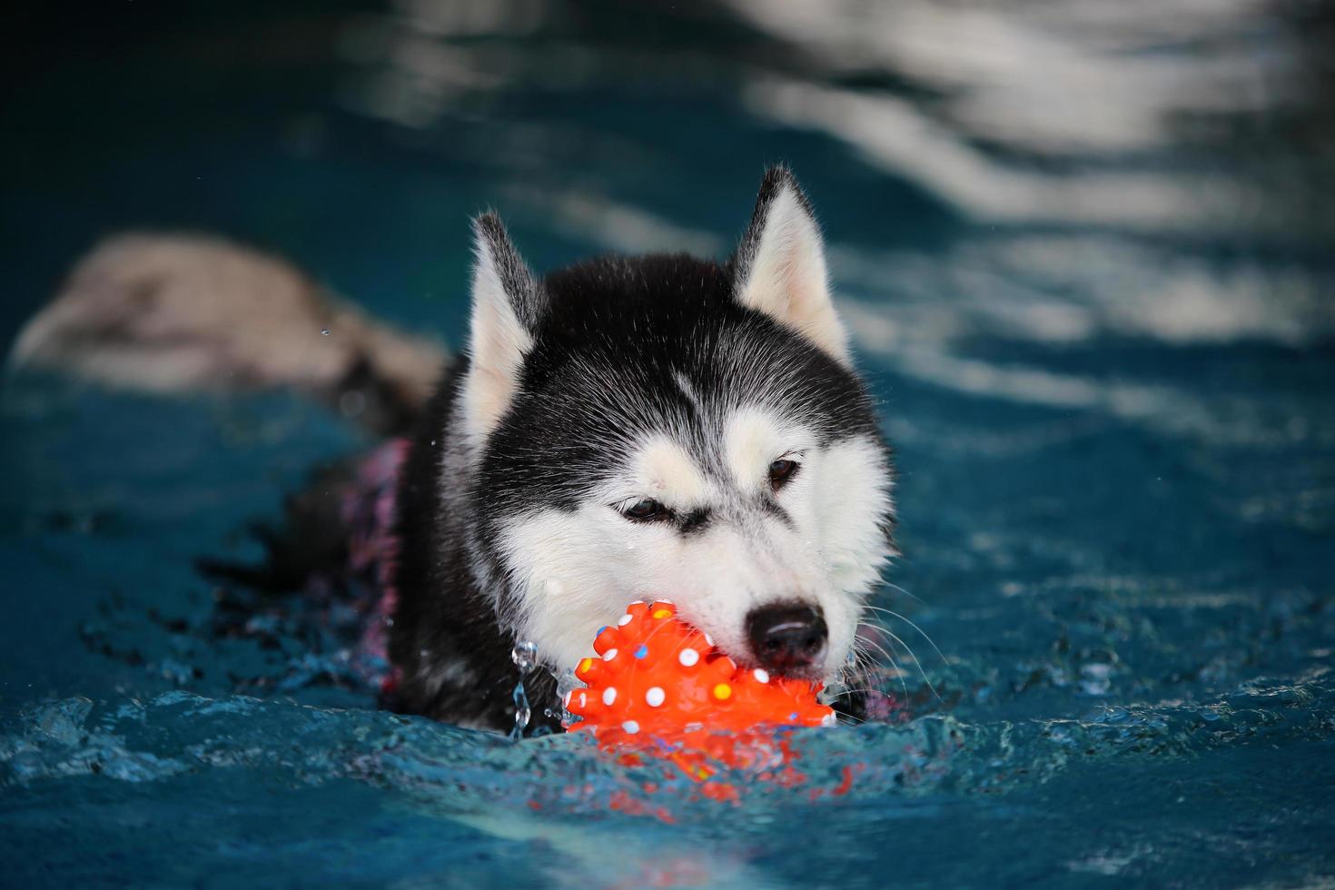 Siberian husky holding toy in mouth and swimming in the pool. Dog swimming. Dog playing with toy. photo