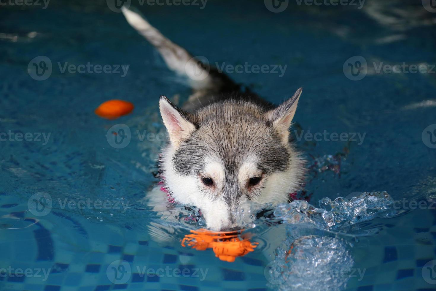 husky siberiano persiguiendo juguetes y haciendo salpicaduras de agua en la piscina. perro nadando perro jugando con juguete. foto