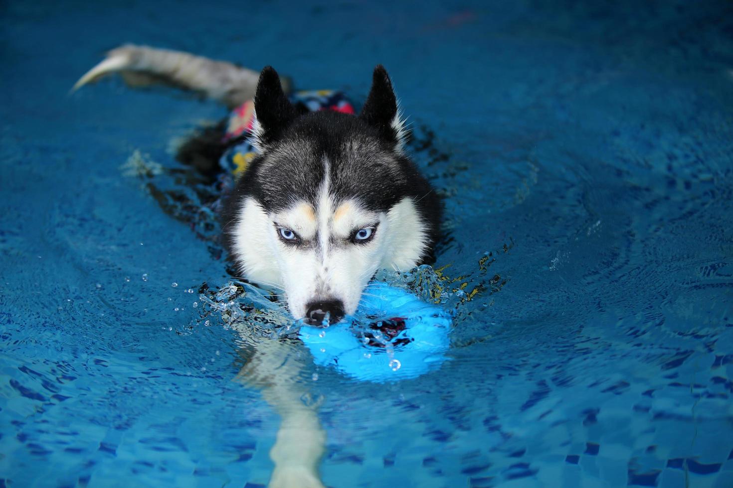 husky siberiano sosteniendo un juguete en la boca y nadando en la piscina. perro nadando perro jugando con juguete. foto