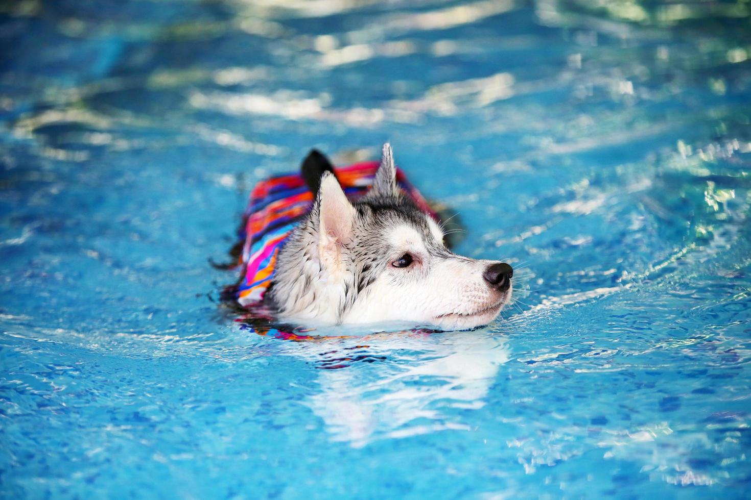 Siberian husky puppy wearing life jacket and swimming in the pool. Dog swimming. photo