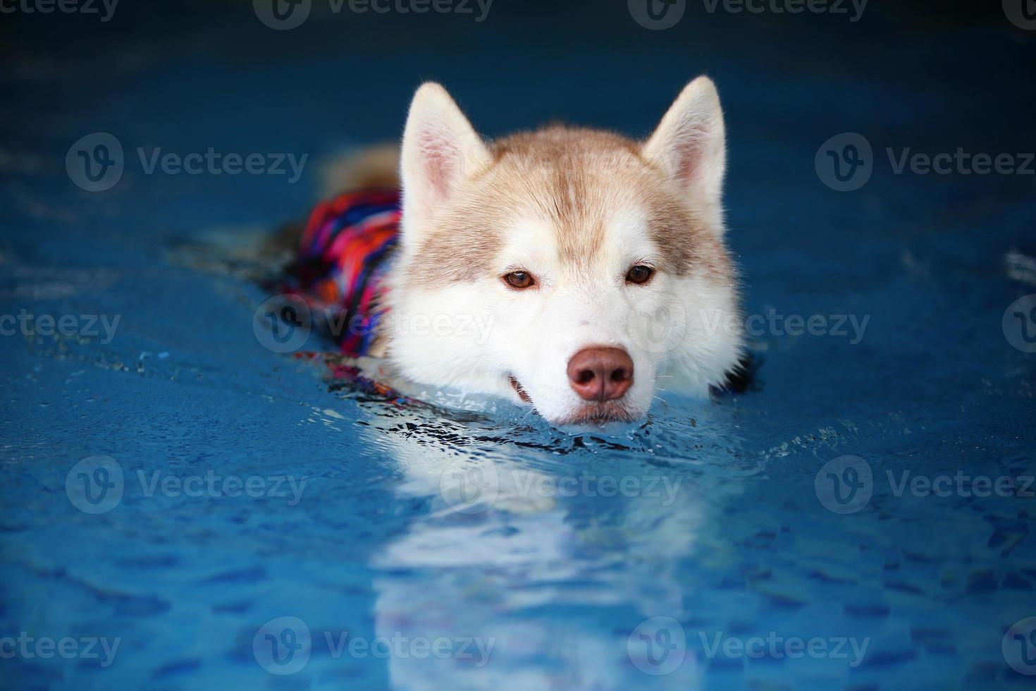 husky siberiano con chaleco salvavidas y nadando en la piscina. perro nadando foto