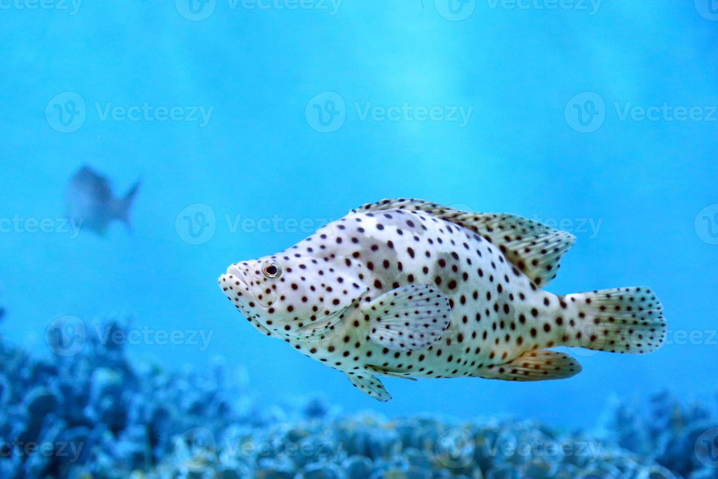 Humpback or panther grouper in coral reef. photo
