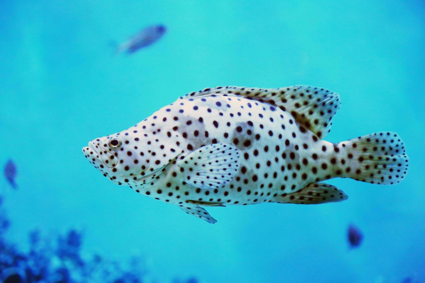 Humpback or panther grouper in coral reef. photo