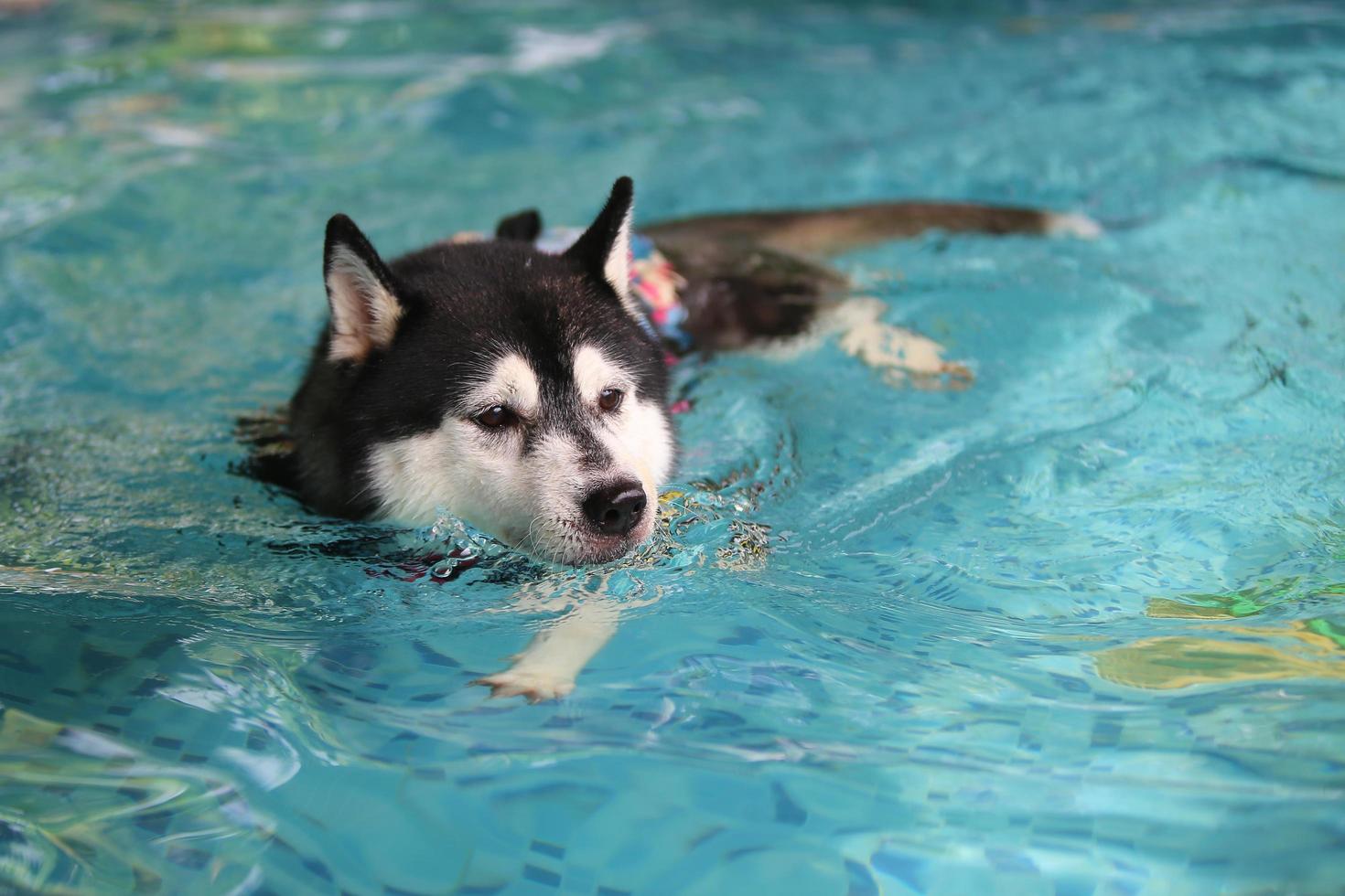 husky siberiano con chaleco salvavidas y nadando en la piscina. perro nadando foto