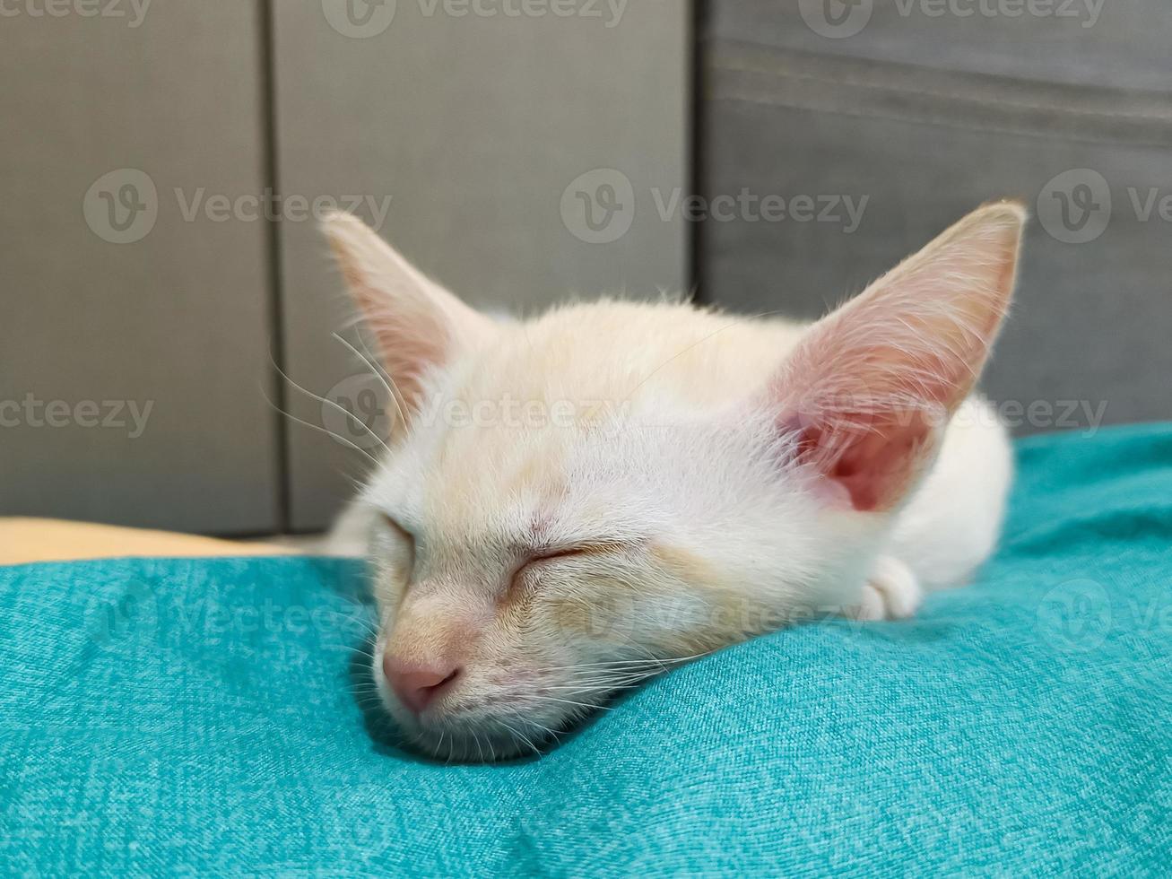 Face little white cat sleep rest on bed photo