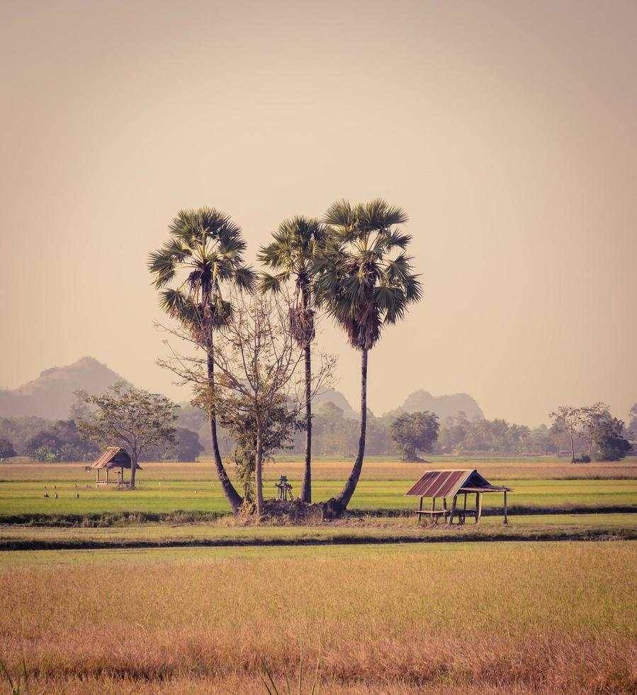 Sugar palm trees and hut on the paddy field in Thailand photo