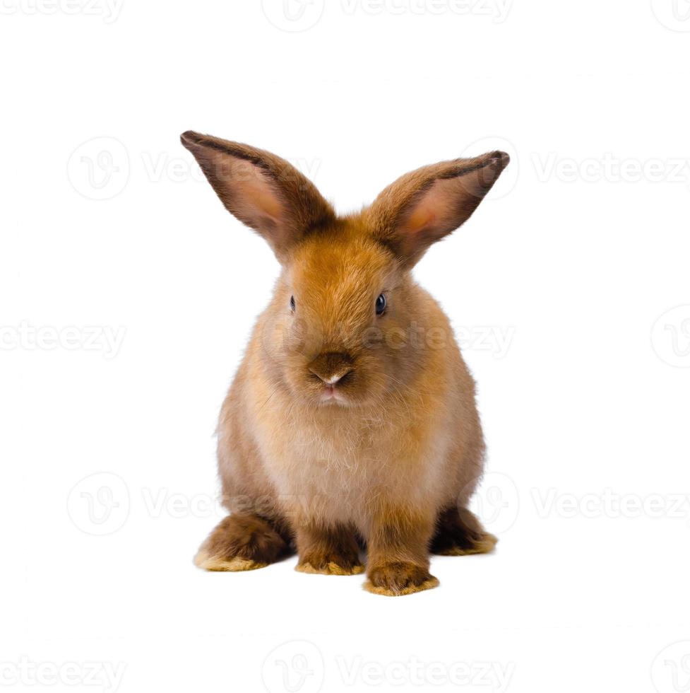 Brown cute rabbit on white background photo