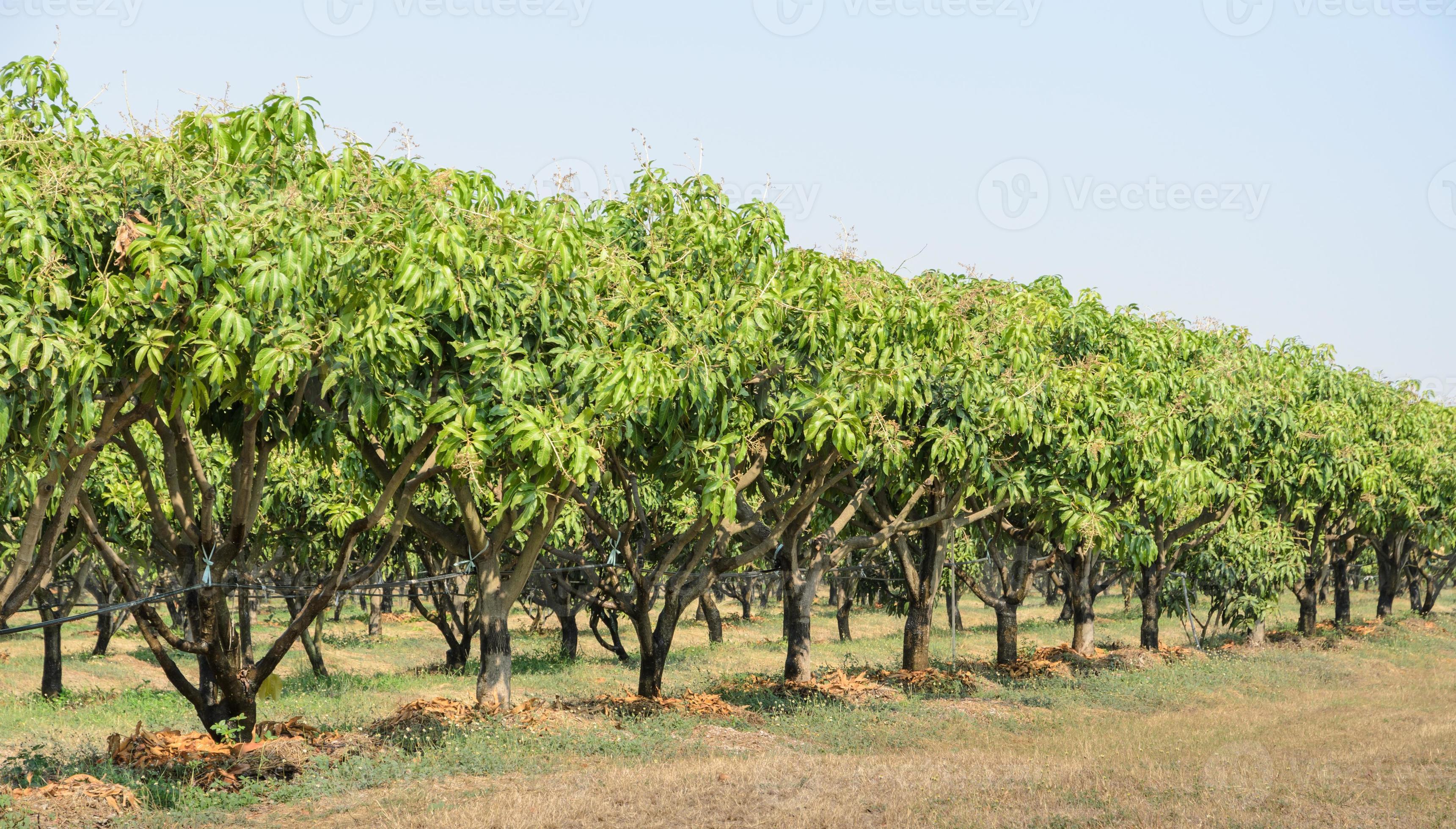Mango orchard in Thailand 8623723 Stock Photo at Vecteezy