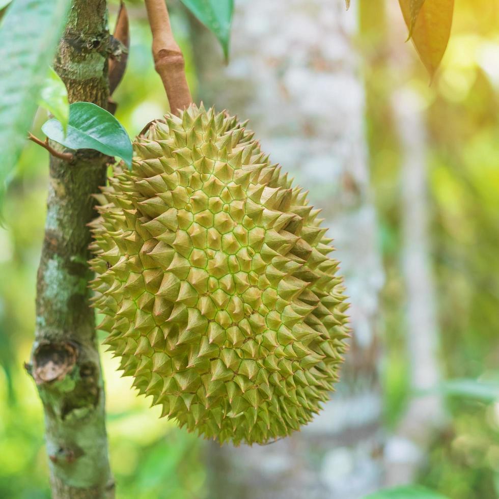 Fresh Durian hanging on tree in garden background, king of fruit Thailand. Famous Southeast food and Asian Exotic tropical Fruit concept photo